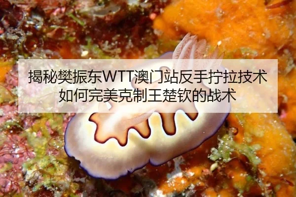 揭秘樊振东WTT澳门站反手拧拉技术如何完美克制王楚钦的战术